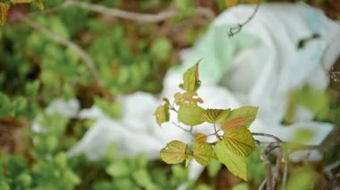 Ormana çöp yığını, ormana atılan plastik atıklar ve yiyecek atıkları insanlar piknikten sonra çöp bırakmışlar..