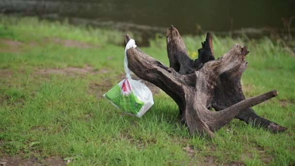 Sac plastique coincé dans un arbre dans une forêt verte, jonchant la nature, décharge dans la forêt, 4k — Video