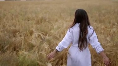 Yavaş çekim videosundaki romantik ve kaygısız genç kadın buğday tarlasında yürüyor tatillerde kırsal alanda özgürlüğün ve sakinliğin tadını çıkarıyor inanılmaz renkli bir gün batımı, sinematik bir sabah.