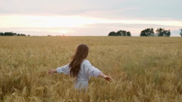 Romantická a bezstarostná mladá žena ve zpomaleném videu, kráčející po polní pšenici a užívající si svobody a klidu na venkově během prázdnin, neuvěřitelně pestrý západ slunce, filmové ráno — Stock video