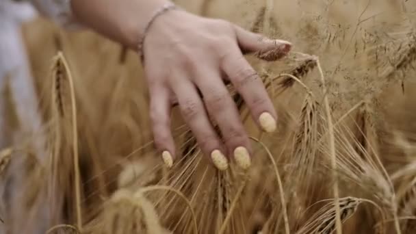 Nahaufnahme von Frauenhand, die durch das Weizenfeld läuft, Dolly Shot, SLOW MOTION 4K, Mädchen, das bei Sonnenaufgang Weizenähren berührt, Sonnenlinsenflasche, Gute Ernte-Konzept, Filmaufnahme am Morgen, 4k — Stockvideo