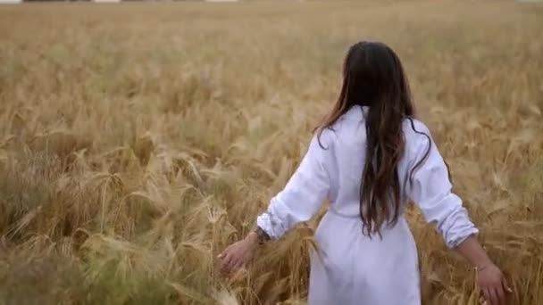 Romantique et insouciante jeune femme au ralenti vidéo marchant sur le blé de champ jouissant de la liberté et du calme sur la nature rurale pendant les vacances, Incroyable coucher de soleil coloré, Matin cinématographique — Video