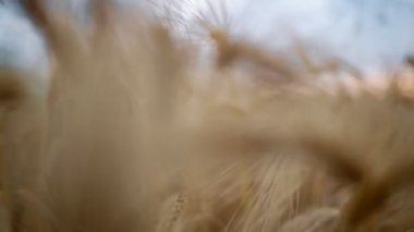 Buğday tarlası, buğday kulakları yakın çekim, hasat ve hasat konsepti, altın buğday tarlası salınımı, doğa manzarası, barışçıl sahne, arka plan sağlık konsepti, 4k