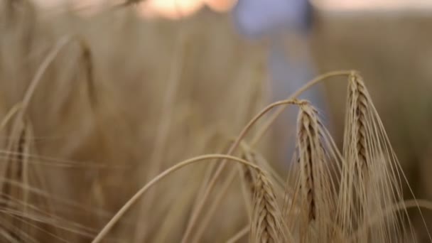 Weizenfeld, Ähren aus nächster Nähe, Ernte- und Erntekonzept, Feld des goldenen Weizens schwankt, Naturlandschaft, friedliche Szene, Hintergrund, Gesundheitskonzept, Schöne Mädchen in einem Feld aus Gold — Stockvideo