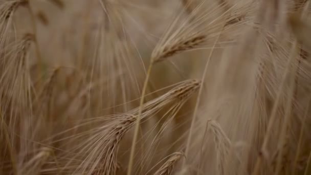 Tarweveld, Oren van tarwe close-up, Oogst en oogsten concept, Veld van gouden tarwe zwaaien, Natuur landschap, Vreedzame scène, Achtergrond Health Concept, Slow motion, 4k — Stockvideo