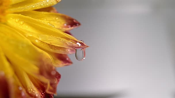 Macro tiro de flor de laranja com gotas de água no fundo claro, gotas de orvalho caindo sobre pétalas de flores, câmera lenta — Vídeo de Stock