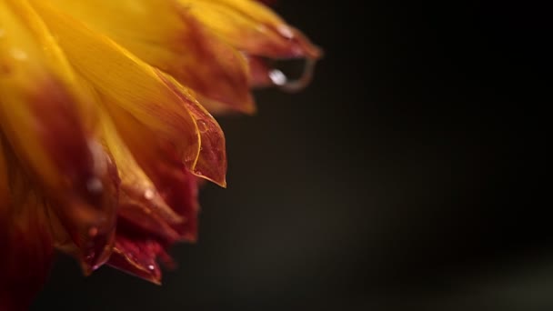 Makro shot kwiatu pomarańczy z kroplami wody na ciemnym tle, Krople rosy spadające na płatki kwiatów, Spowolnienie ruchu, Ramka kinowa — Wideo stockowe