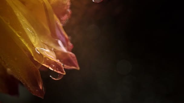 Macro shot de flor naranja con gotas de agua sobre fondo oscuro, gotas de rocío cayendo sobre pétalos de flores, cámara lenta, marco cinematográfico — Vídeos de Stock