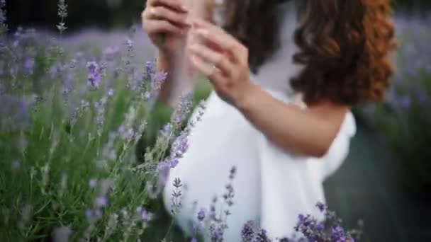 Beautiful girl collects lavender flowers and puts them in a basket on a lavender grove, Close-up — Stock Video