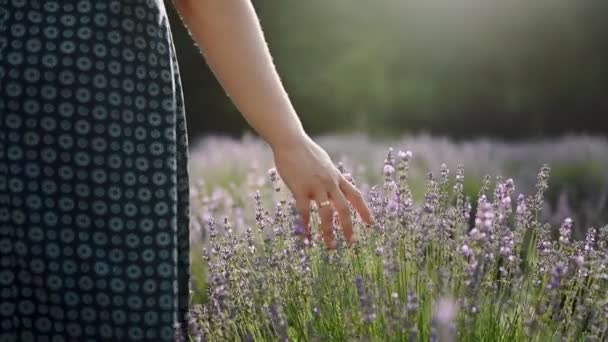 Großaufnahme einer Frauenhand, die durch ein Lavendelfeld läuft. Stabilisierte Aufnahme, Mädchenhand berührt lila Lavendelblüten, Plateau du Valensole, Provence, Südfrankreich, Europa, Zeitlupe — Stockvideo