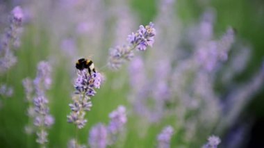Uçan yaban arısı lavanta çiçeklerinden polen topluyor.