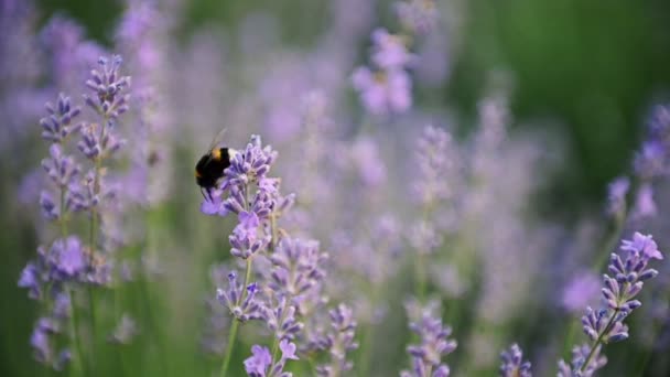 Primer plano de una abeja de miel volando alrededor de flores de lavanda abeja recolectando polen de néctar en primavera día soleado cámara lenta — Vídeo de stock
