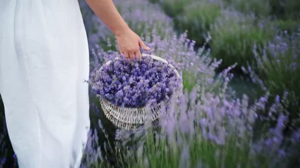 Mädchen im Sommerkleid trägt einen Korb voller Lavendel an den Lavendelbüschen im Garten vorbei, Großaufnahme, Körperteil, — Stockvideo