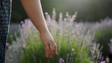 Kadınların eli lavanta tarlasında koşarken, kızlar mor lavanta çiçeklerine yakından dokunurken, Plateau du Valensole, Provence, Güney Fransa, Avrupa, yakın plan