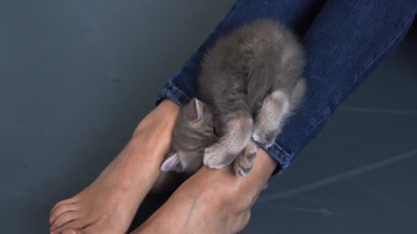 Close-up van pluizige vermoeide kat liggend aan de babyvoeten spelen met kind op zachte bank in gezellige donkere woonkamer, Concept van thuis comfort, 4K — Stockvideo