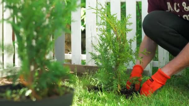 Homme Plantant Des Genévriers Dans Cour Travaux Saisonniers Dans Jardin — Video