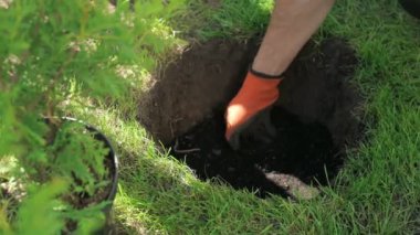 Gardening shrubs. Close-up of gloved hands working in the garden preparing bushes for planting in the ground. Slow motion.