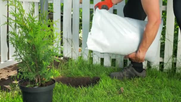 Process Planting Young Conifers Garden Mens Hands Cover Soil Planting — Video
