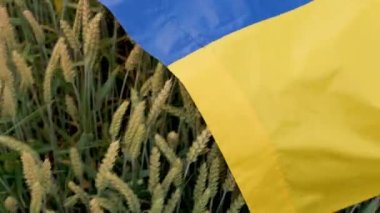 Wheat fields are covered with the flag of Ukraine.