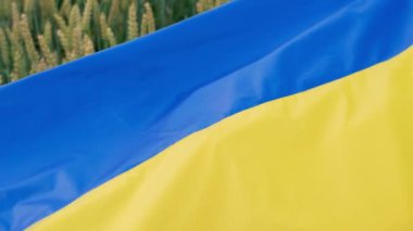 Ears of wheat close-up covered with the Ukrainian flag.