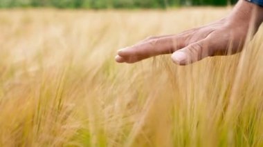 Woman farmer walks through a wheat field at sunset, touching green ears of wheat with his hands. Hand farmer is touching ears of wheat on field in sun, inspecting her harvest
