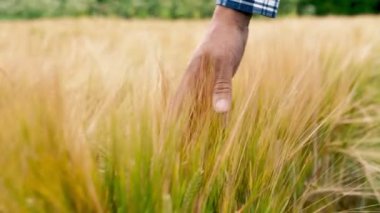 Close-up hand farmer is touching ears of wheat on field in sun, inspecting his harvest