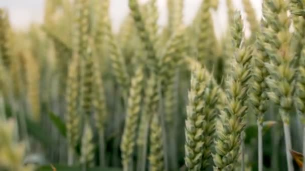 Green Ears Wheat Rustle Light Breeze Close Ear Wheat — Vídeo de stock