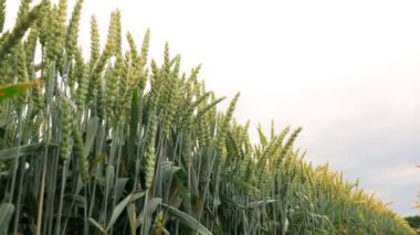 Close up pan over green wheat field blowing in wind bottom camera angle skow motion.