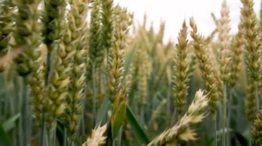 Wheat close-up. View of ripening wheat field at summer day. Agriculture industry