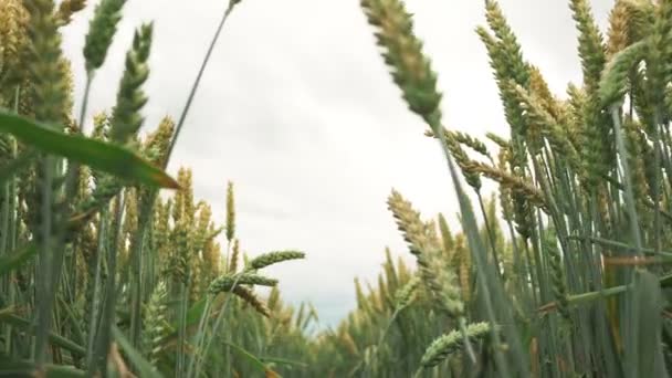 Камера Рухається Вздовж Пшеничного Поля Крупним Планом — стокове відео