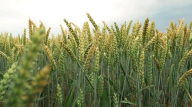 Wheat close-up sways from a light wind