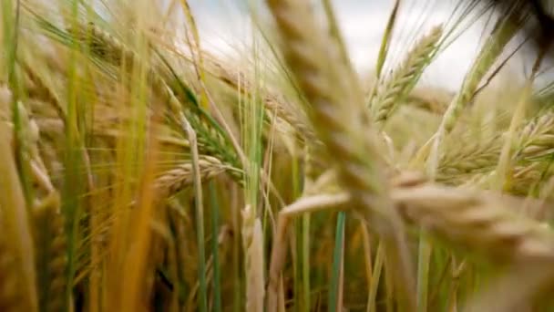 Passage Wheat Close Agriculture Industry — Video Stock