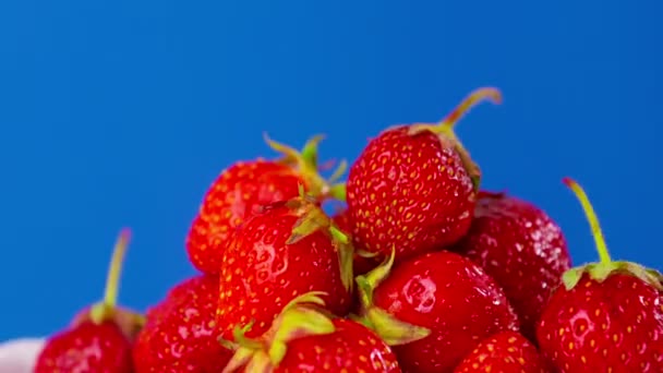 Ripe Strawberry Close Blue Background Rotates — Stockvideo