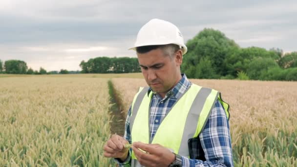 Agronomist Doing Quality Control Ear Spikelet Wheat Field Farmer Inspecting — Vídeo de Stock