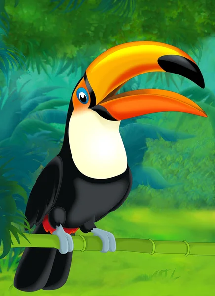 Karikatür toucan — Stok fotoğraf