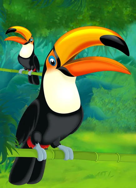 Cartoon toucan — Stockfoto