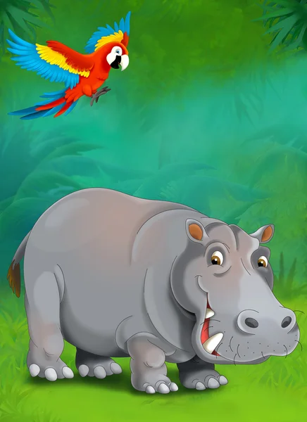 Kreslený tropické nebo safari. hroch a papoušky — Stock fotografie