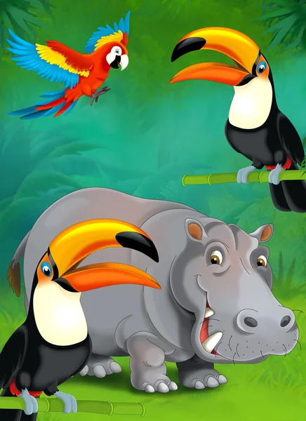 Cartoon tropical or safari. Hippo and parrots — Stock Photo, Image