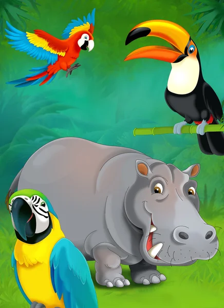 Cartoon tropical or safari. Hippo and parrots — Stock Photo, Image