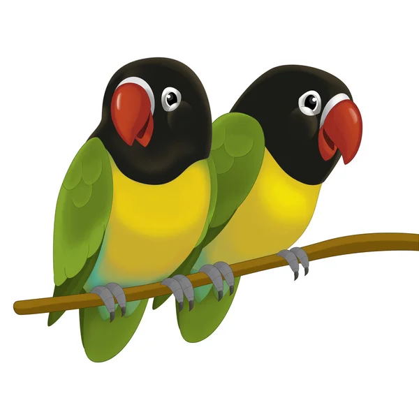 The cartoon bird - two parrots — Stock Photo, Image