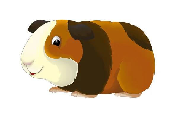 The cartoon guinea pig — Stock Photo, Image