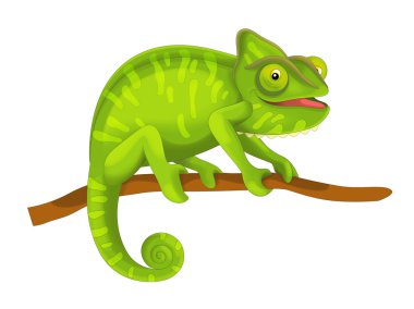 Bukalemun beyaz zemin üzerine