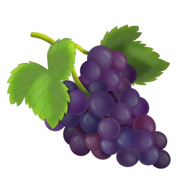 siyah üzüm.