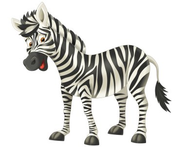 Zebra