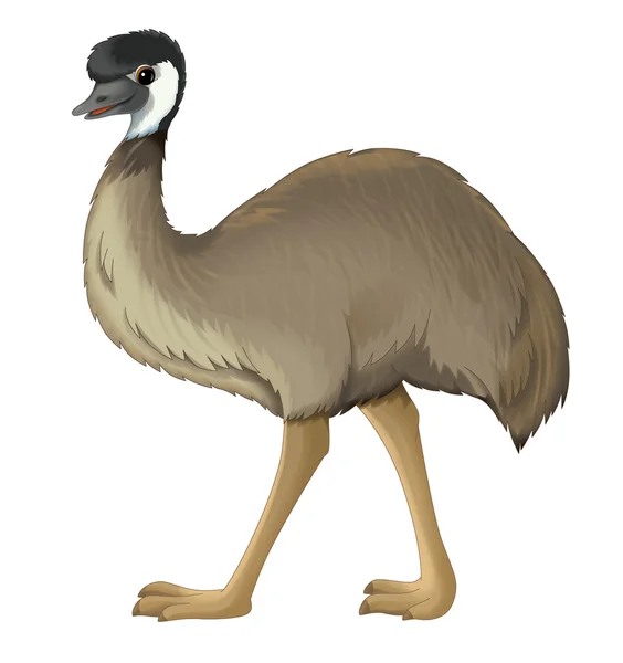 Avestruz emu — Foto de Stock