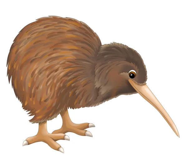 Kiwi-Vogel — Stockfoto