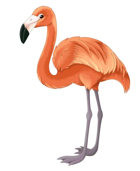 Flamingo — Stockfoto