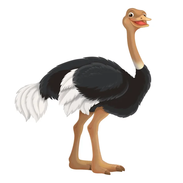 Ostrich — Stock Photo, Image