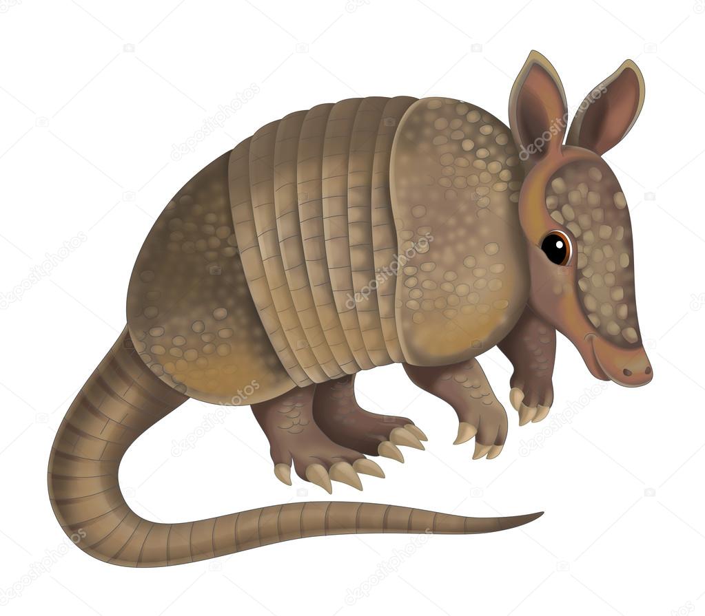 Armadillo Stock Illustration by ©agaes8080 #40615419