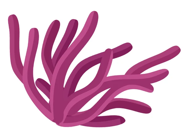 紫色海葵 — 图库照片